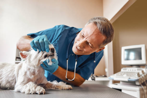 Best Pediatric Emergency Dentist in Siesta Acres, TX